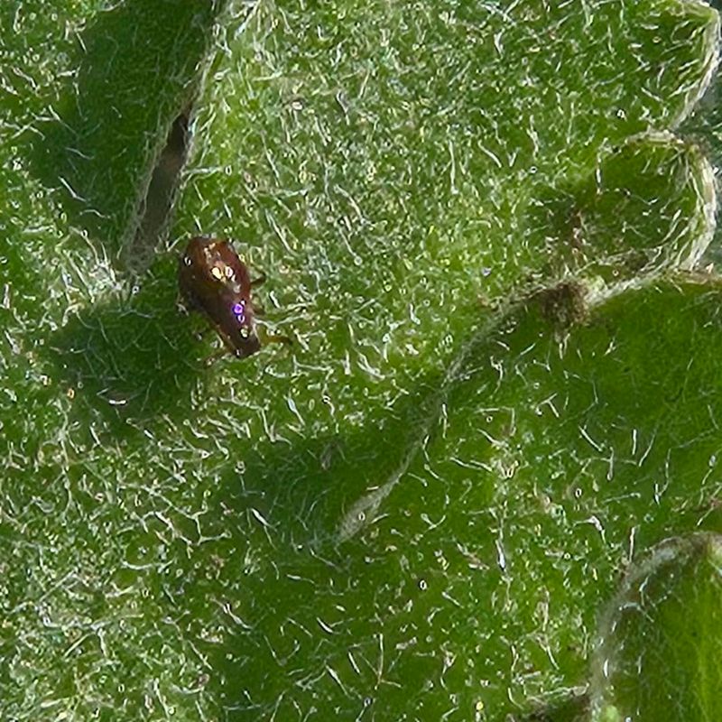 Delaying Pest Checks As Growth Starts