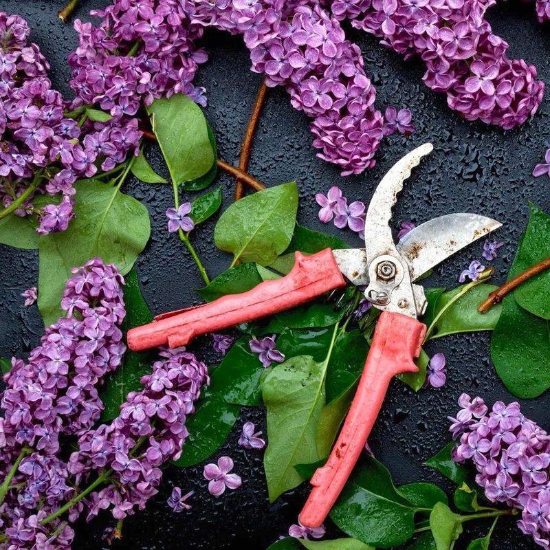 Pruning Spring-Blooming Shrubs At The Wrong Time