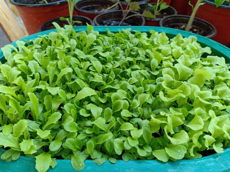 Crowding Seedlings Too Close