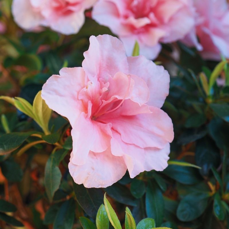 Light Feeding Supports Healthy Spring Growth