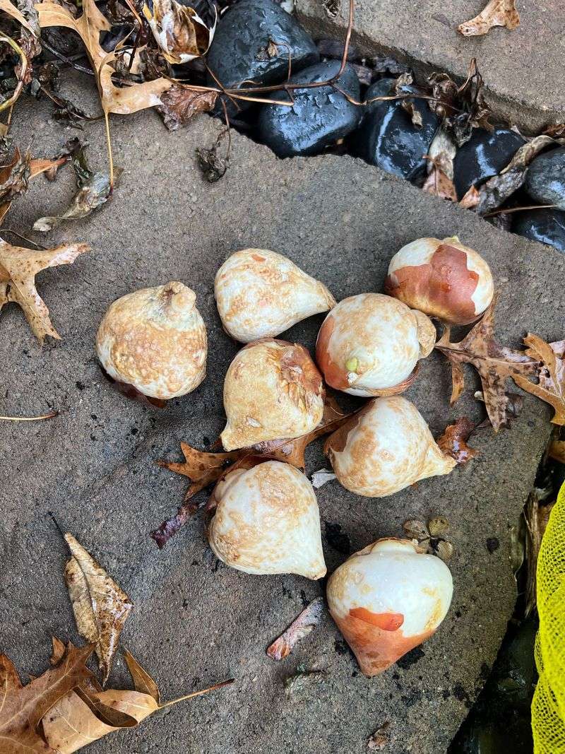 Watering Mistakes That Stress Bulbs