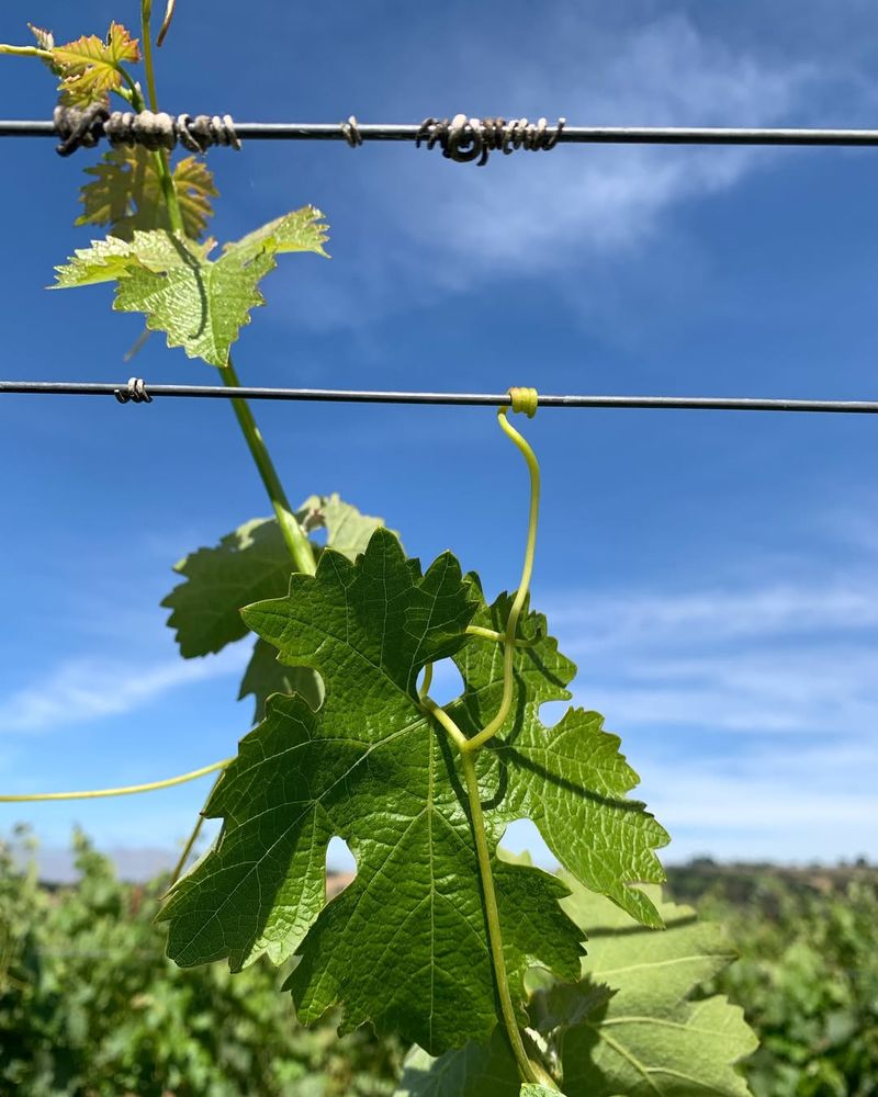 Letting Too Many Shoots Grow Without Thinning