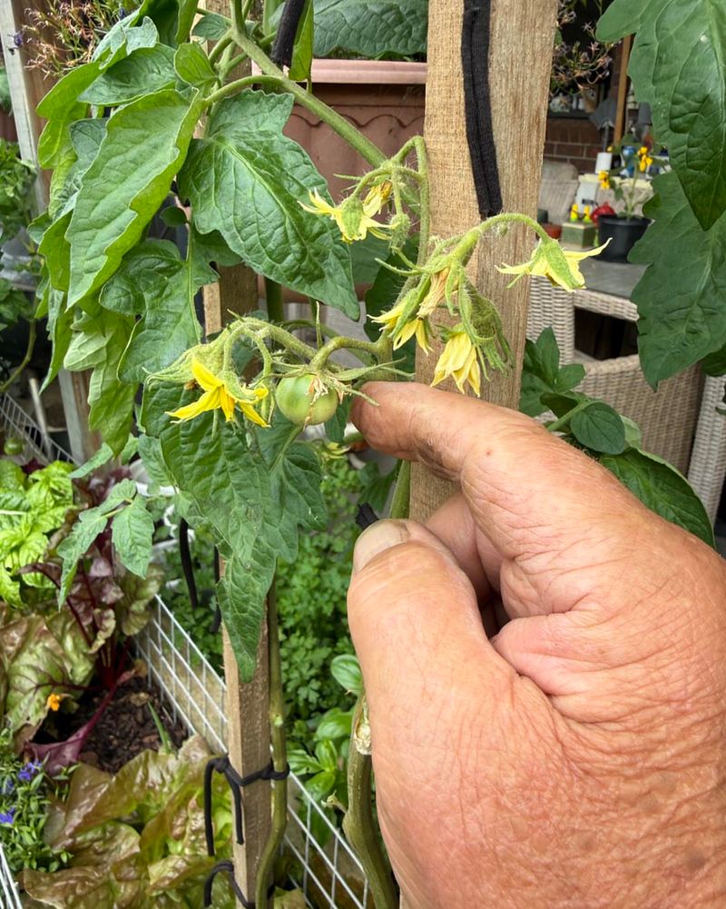 Overwatering Before Roots Have Time To Establish