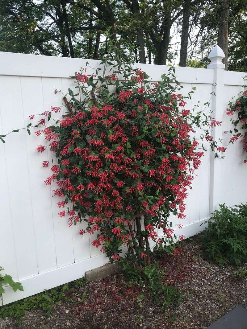 Expecting Heavy Blooms Without Enough Sun