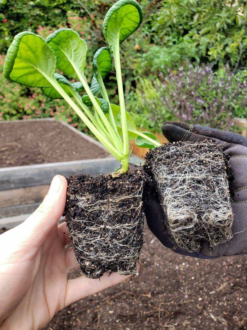 Damaging Roots While Transplanting