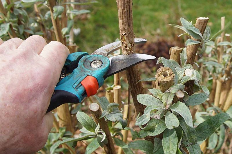 Knowing What Flowers On Old Wood Changes Everything In Spring