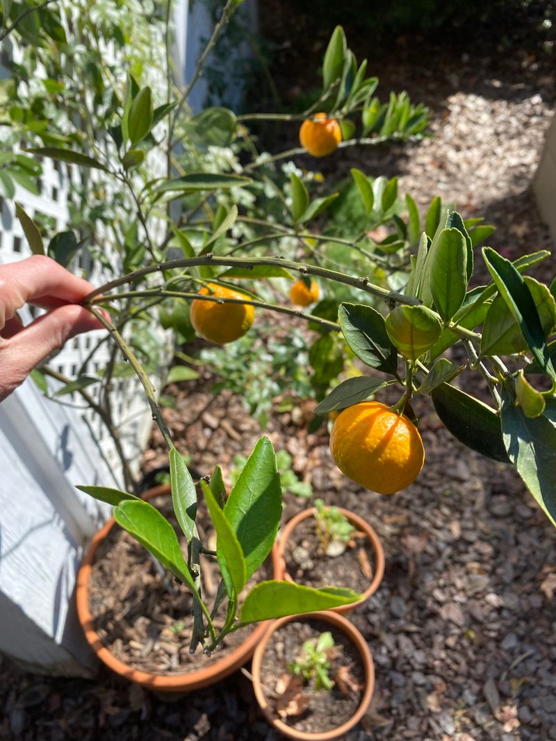 Fertilizing At The Wrong Time Of Year