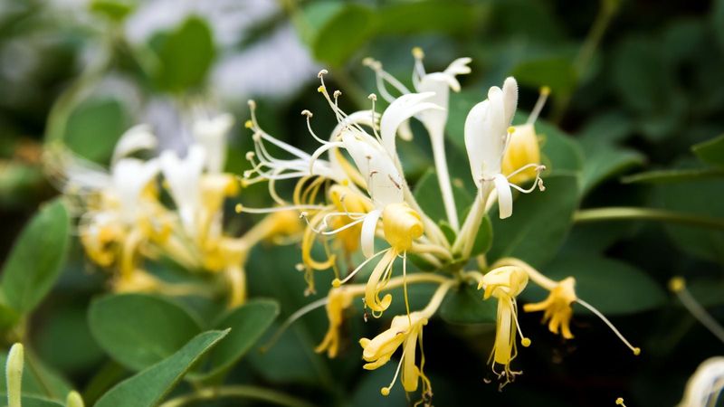 Japanese Honeysuckle Refuses To Stay Put