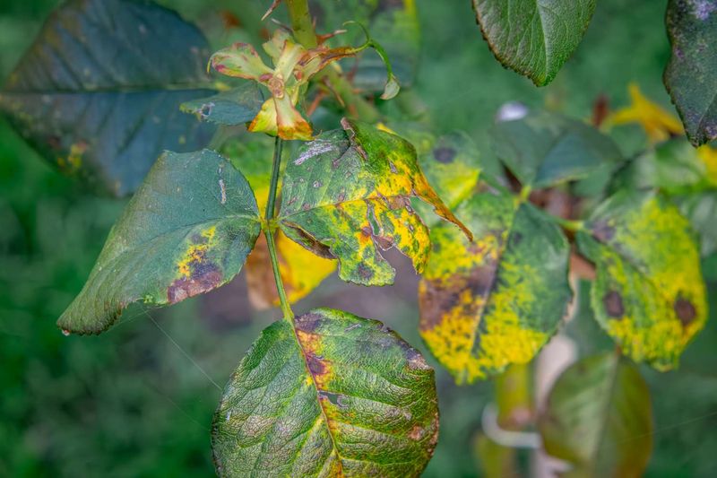 Over Fertilizing And The Damage It Causes Roses