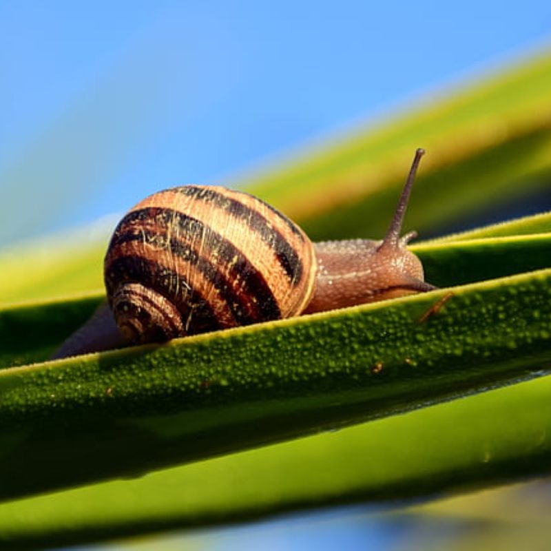 Snails