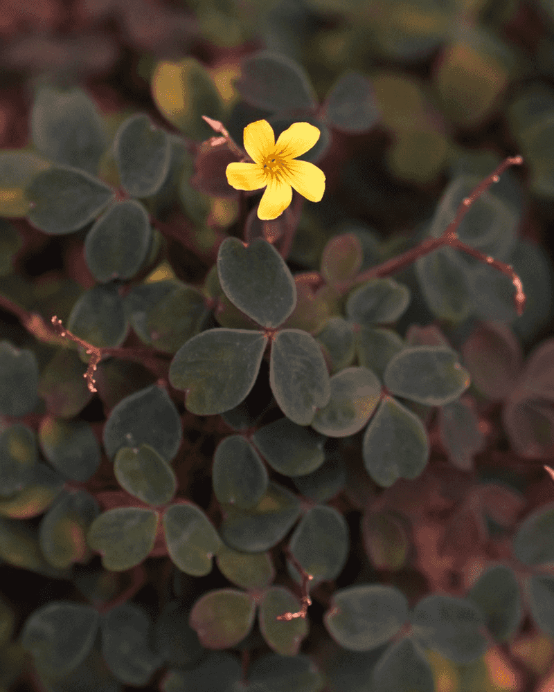 Winter Rain Often Triggers Its Blooming Period
