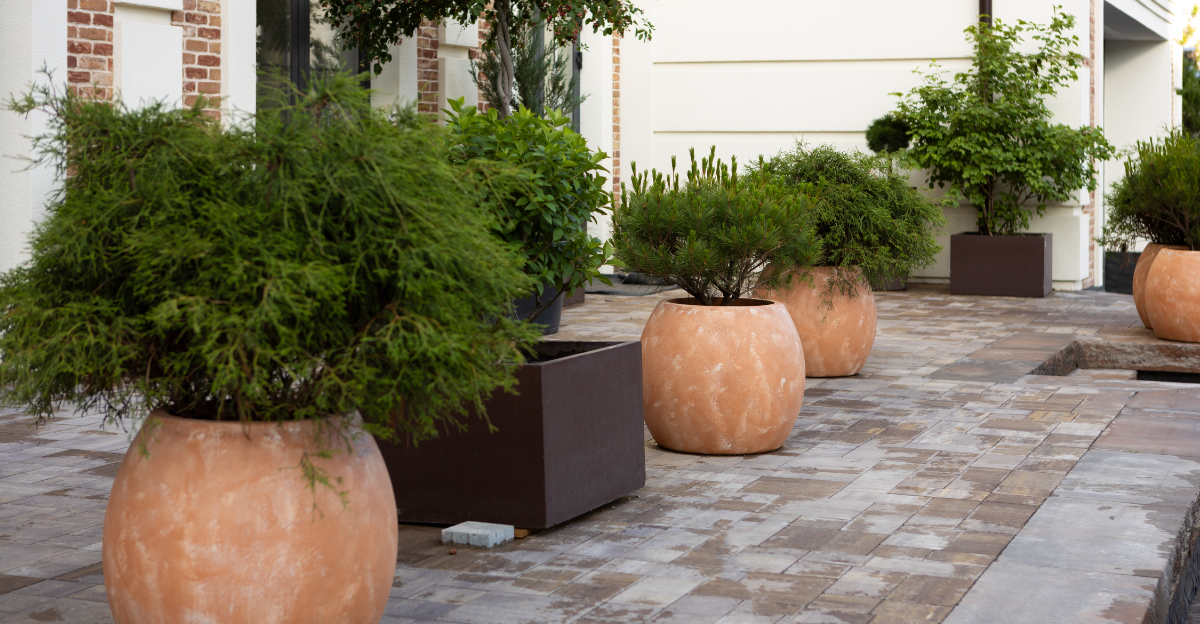 small coniferous trees