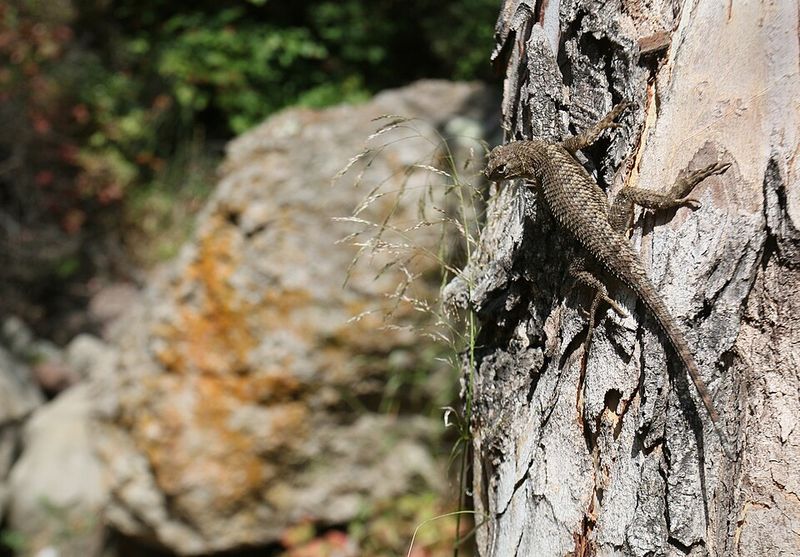 Reptiles Start Basking In Warmer Sunlight