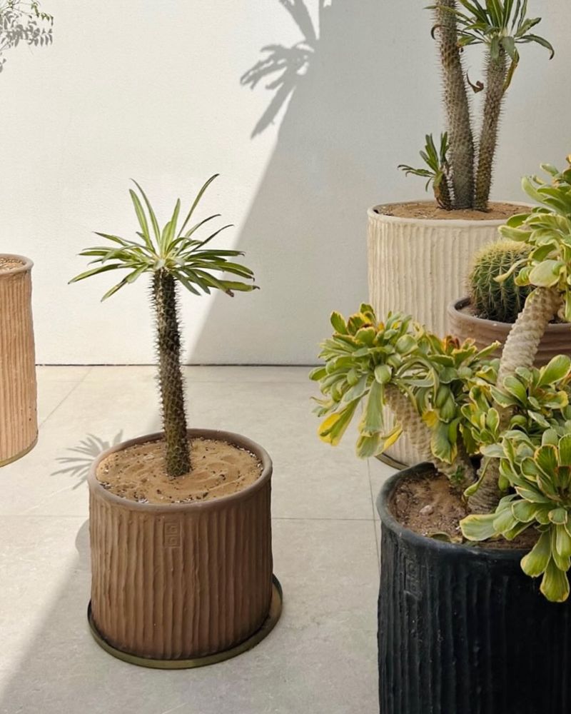 Match Pot Depth To The Plant's Root System For Better Growth