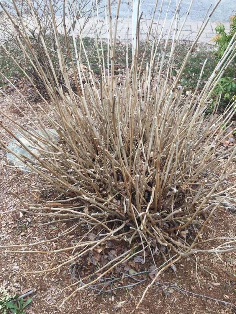 Most Healthy Established Shrubs Recover In Spring
