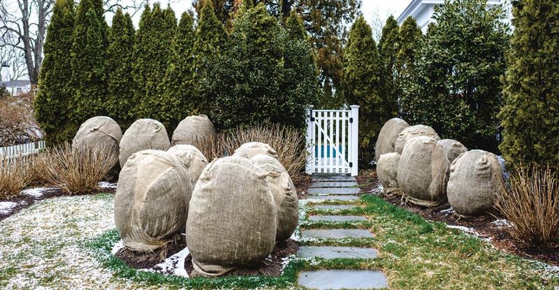 Simple Ways Homeowners Protect Shrubs Before A Freeze
