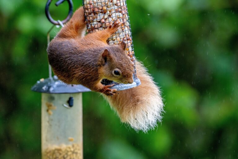 Red squirrel looking down from bird feeder