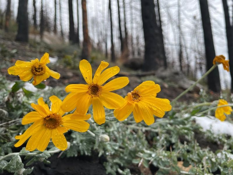 Less Competition, More Light