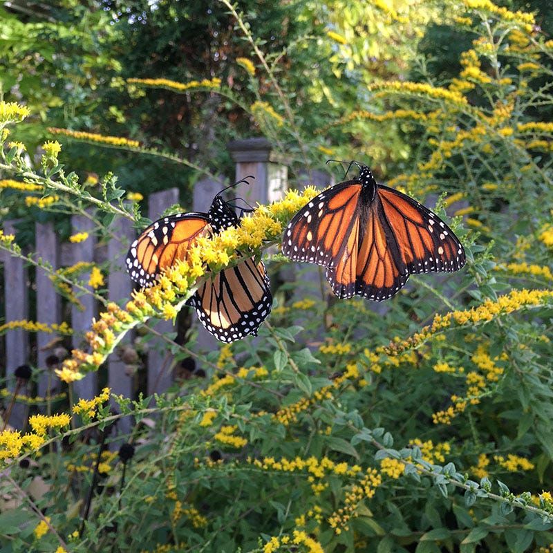 Goldenrod Powers Pollinators Before Winter Sets In