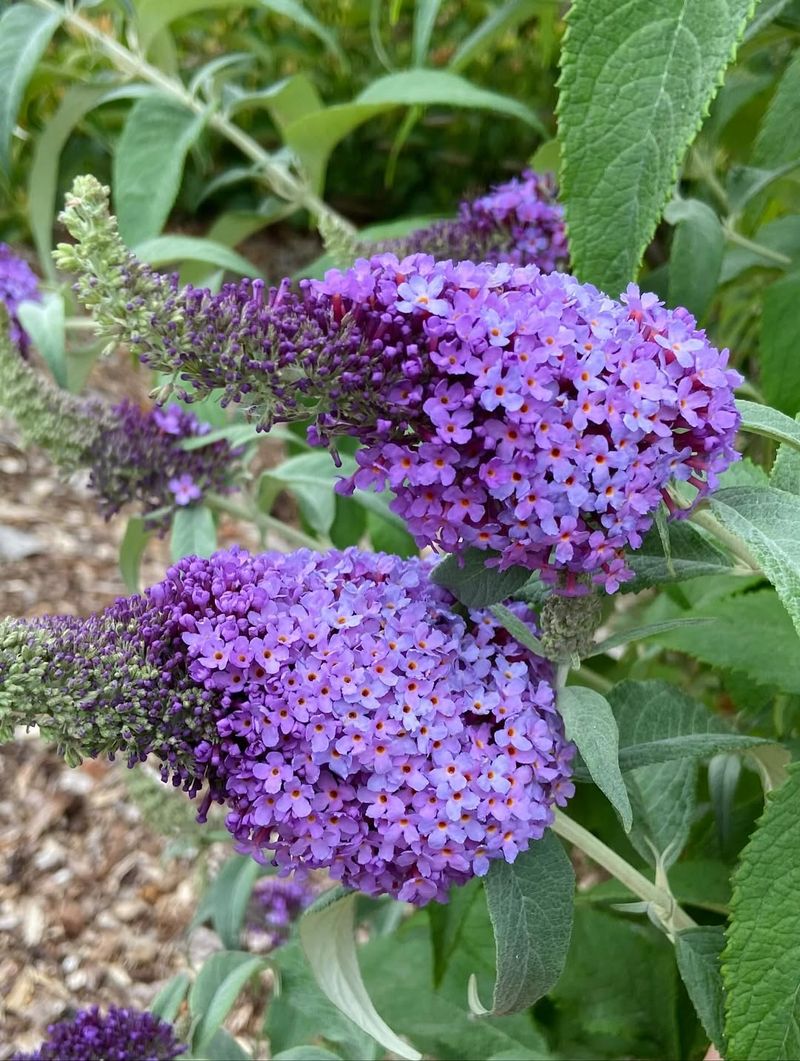 Butterfly Bush (Buddleja)