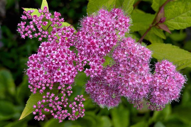Summer Blooming Spirea