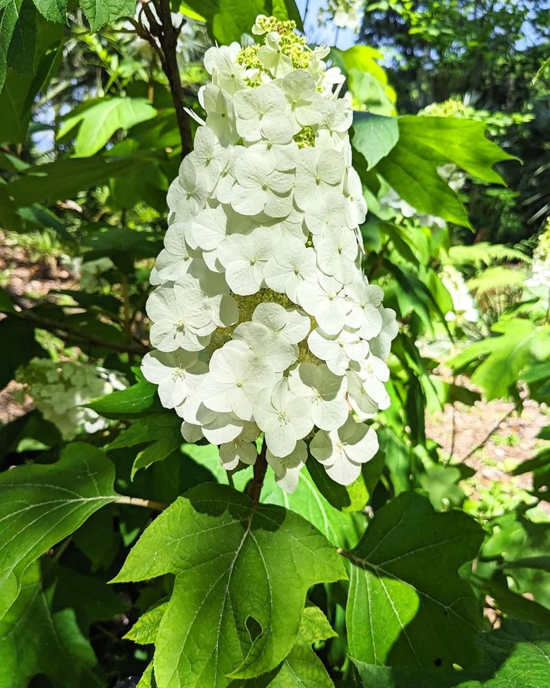 Oakleaf Hydrangea (Hydrangea Quercifolia)