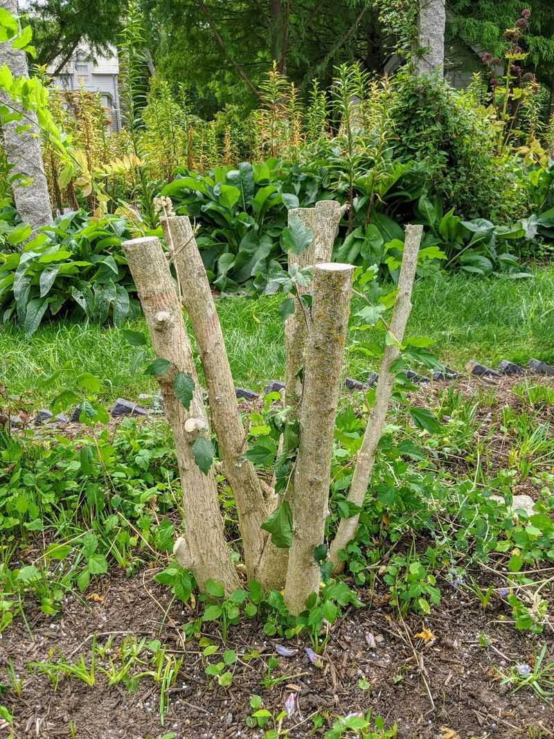 Rose Of Sharon Flowers More After A Late Winter Trim