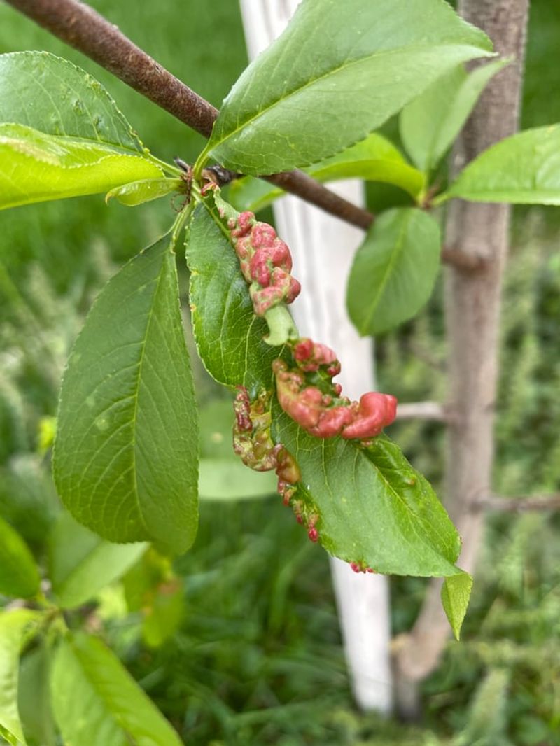 Leaf Curl Hits Stone Fruit Trees Early