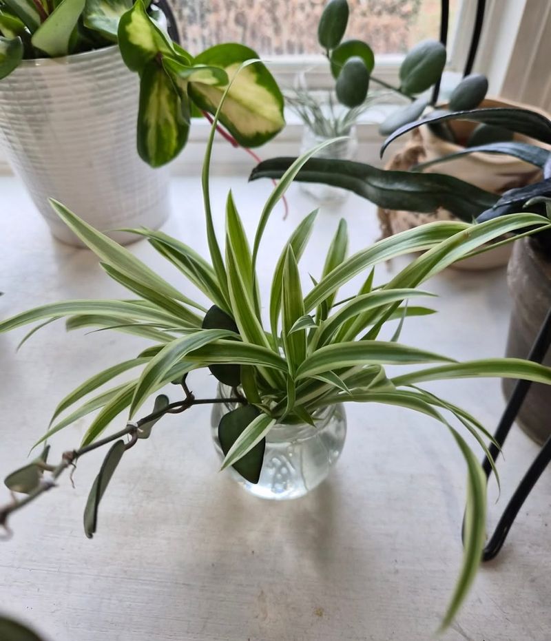 Spider Plant Produces Offsets That Can Be Repotted Quickly