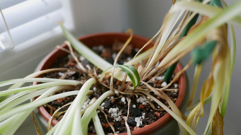 Spider Plant (Chlorophytum Comosum)