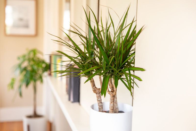 Dracaena (Dracaena Spp.)