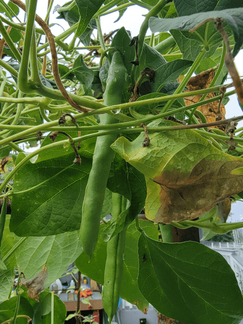 Pole Beans Climb And Produce Through The Season