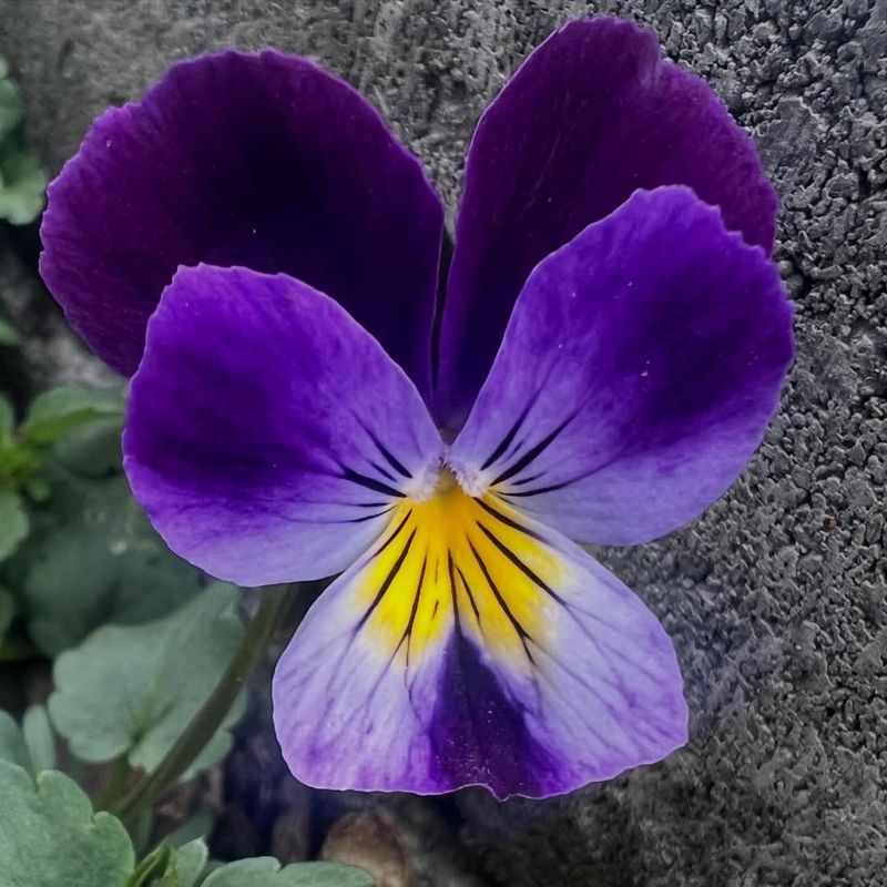 Pansy Showing Early Cool Season Color