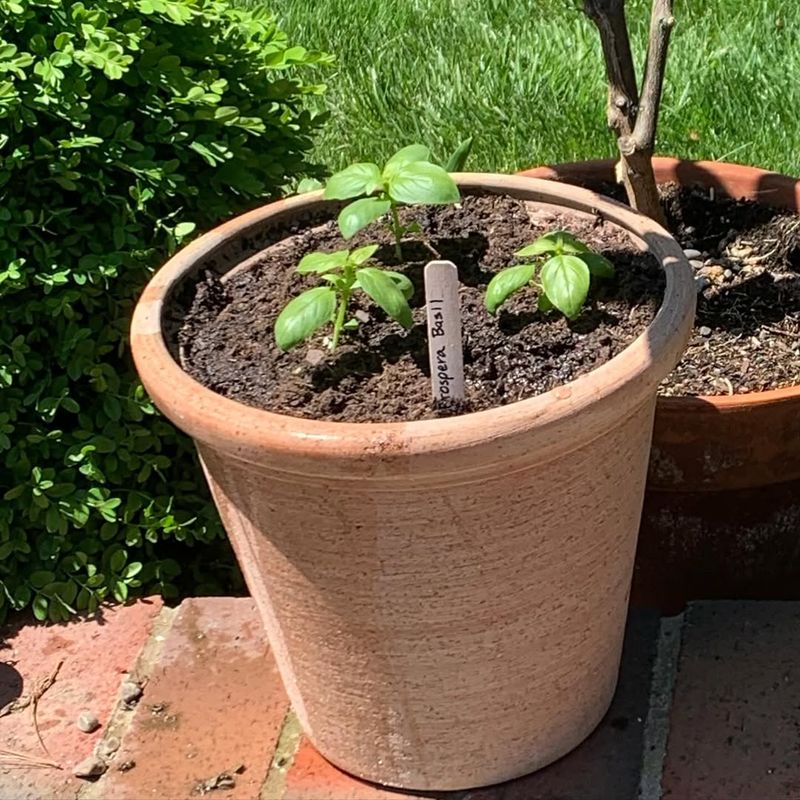 Basil Brings Fresh Flavor And Green Growth In Pots