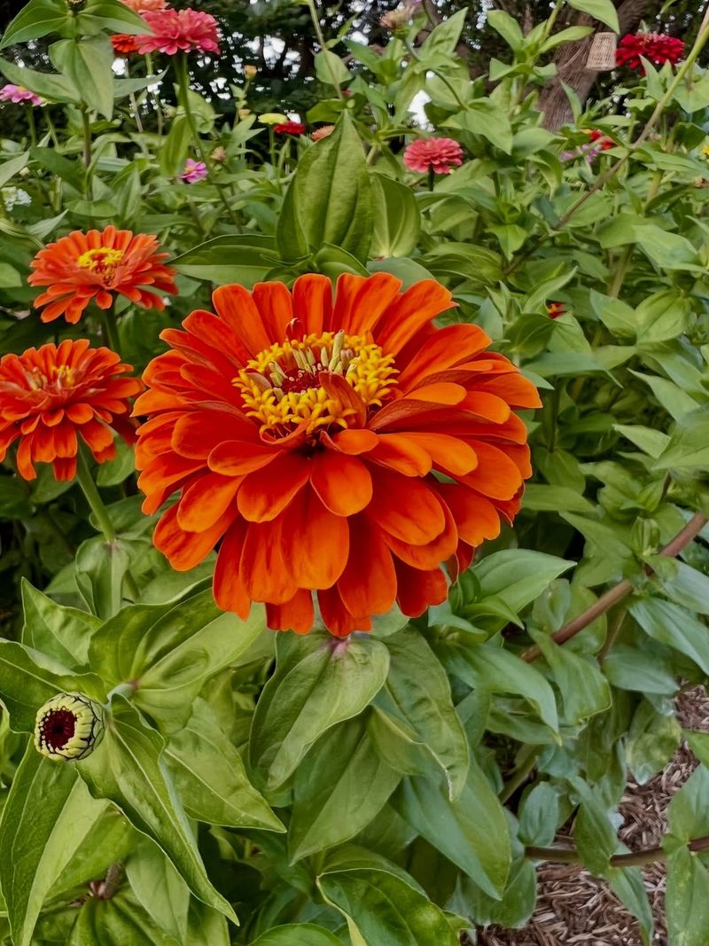 Zinnia Blooming Fast With Bold Color