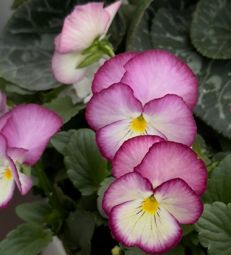Pansies