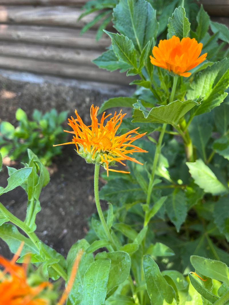 Calendula