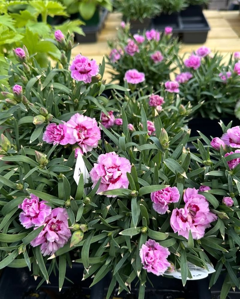 Dianthus