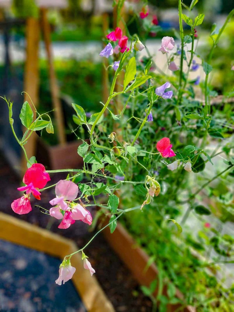 Sweet Peas