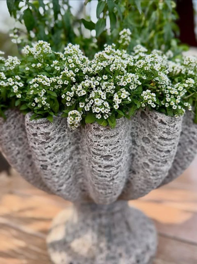 Sweet Alyssum