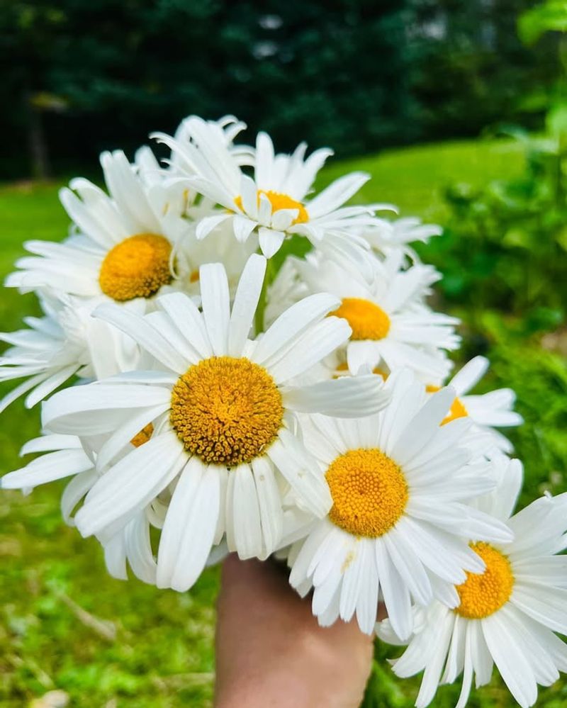 Shasta Daisy