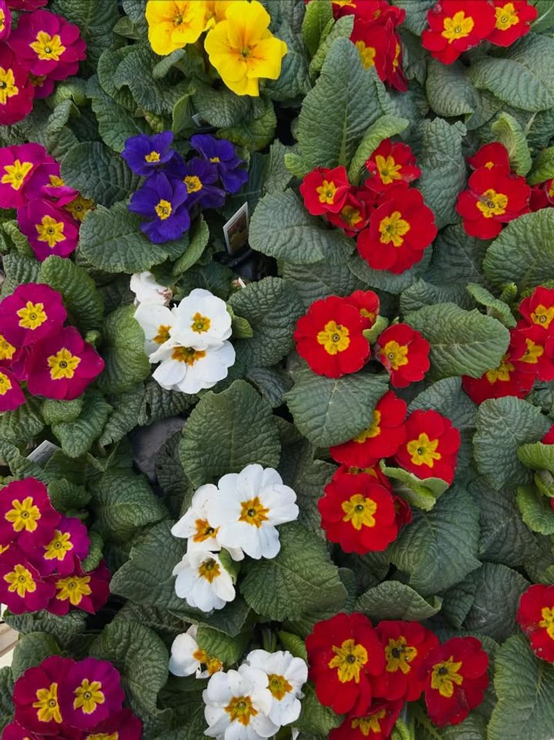 Primroses