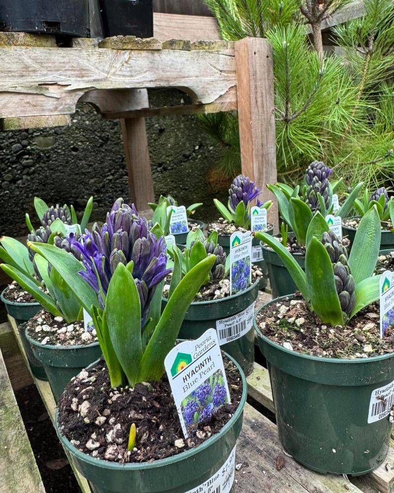 Spring Bulbs Sell Quickly For Instant Floral Impact