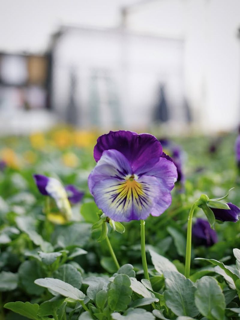Pansies Continue Blooming Strong As Spring Begins