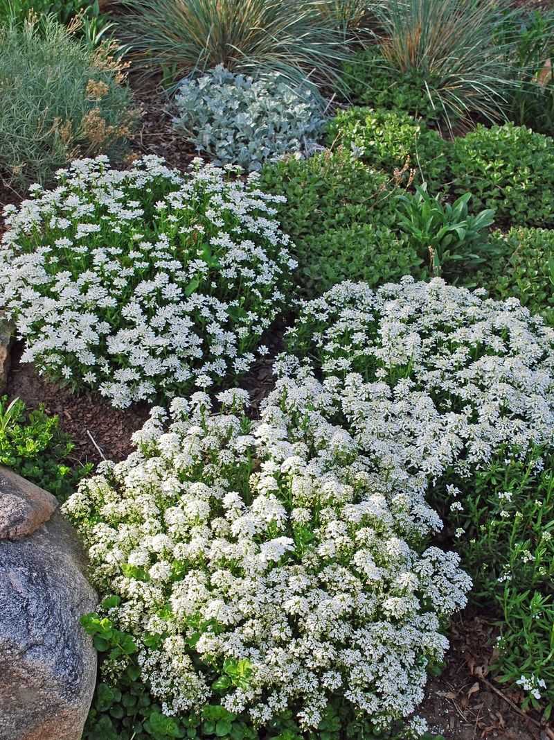 Candytuft Covers Bare Ground With Bright Spring Flowers