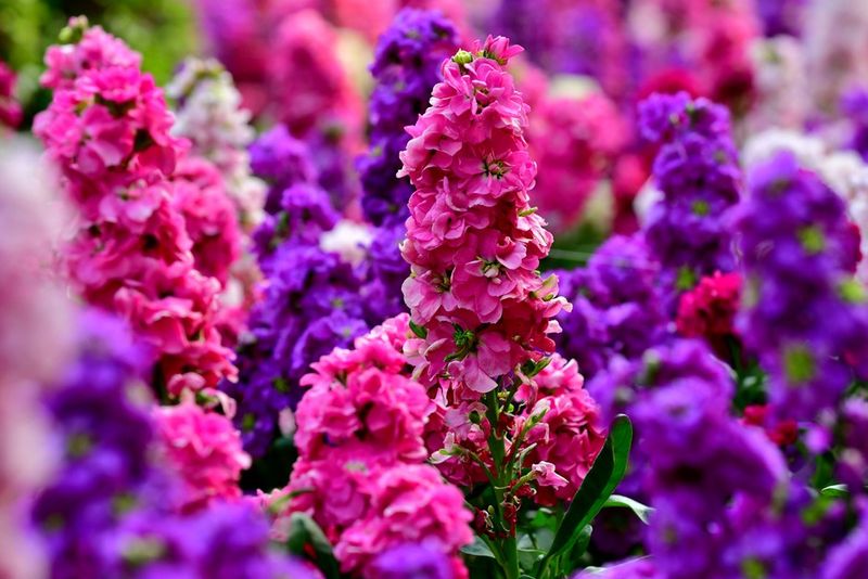 Stock (Matthiola Incana)