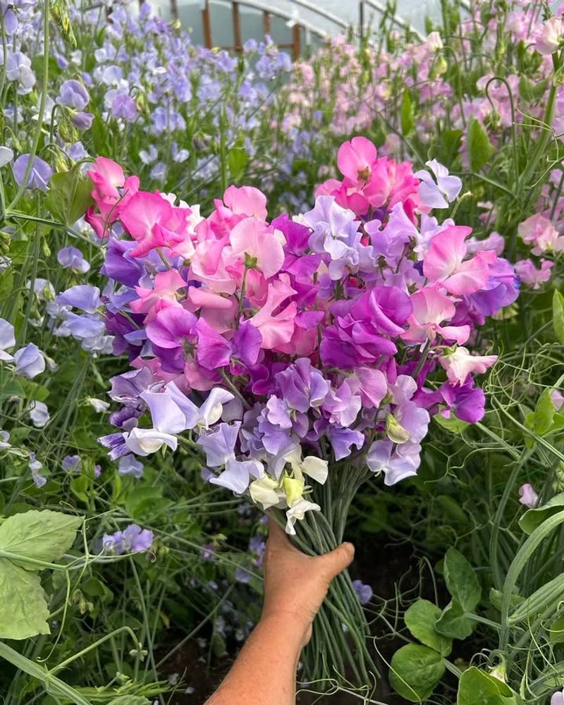 Sweet Peas For Fragrant Vines