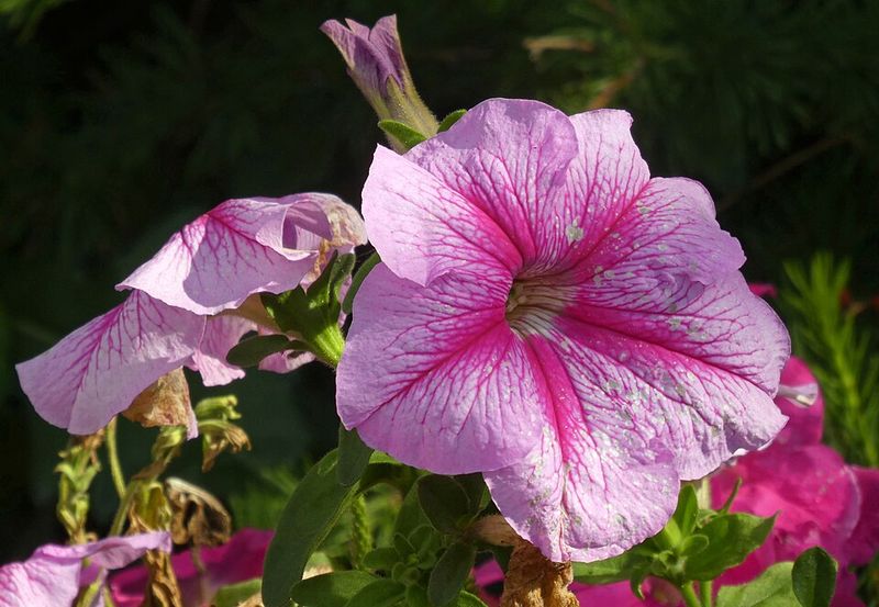 Petunias Fill Pots With Long-Lasting Blossoms