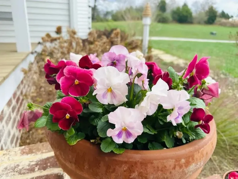 The Best Spots In The Yard For Early Spring Flowers