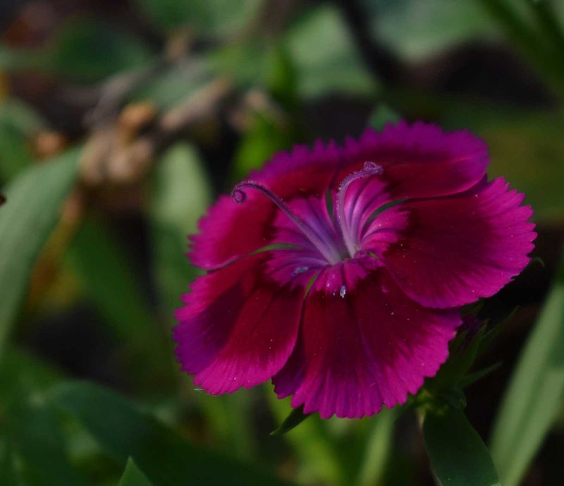 Dianthus Loses Its Fresh Look In Rising Florida Heat